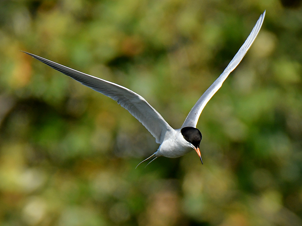 Tern8.jpg