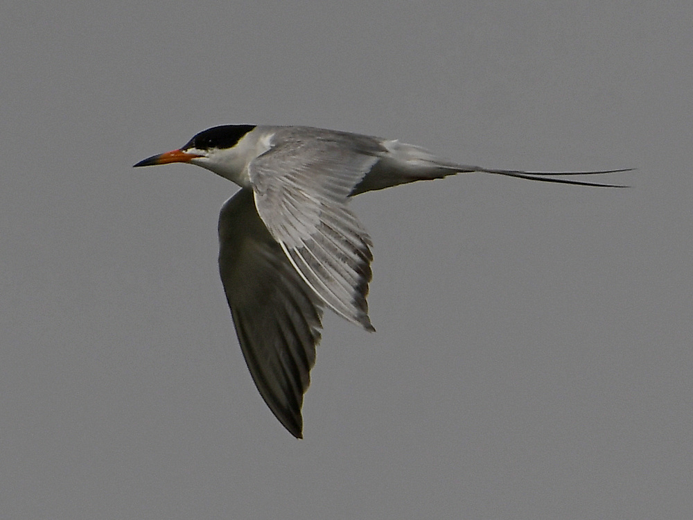 Tern8.jpg