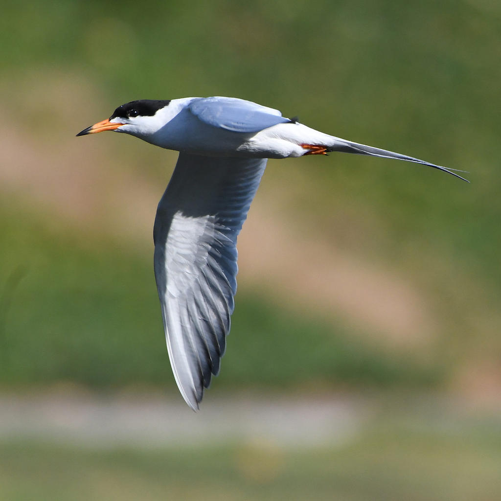 Tern8.jpg