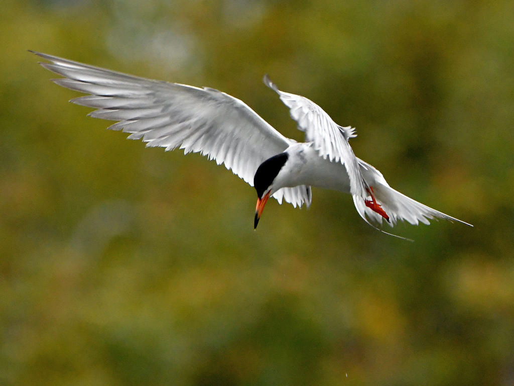 Tern8.jpg