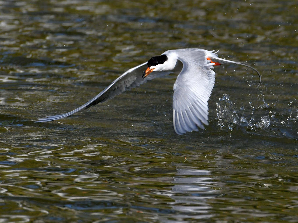 Tern8.jpg