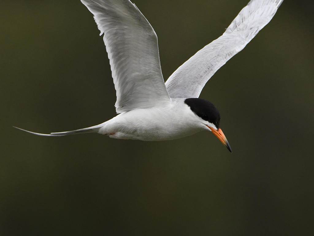 Tern8.jpg