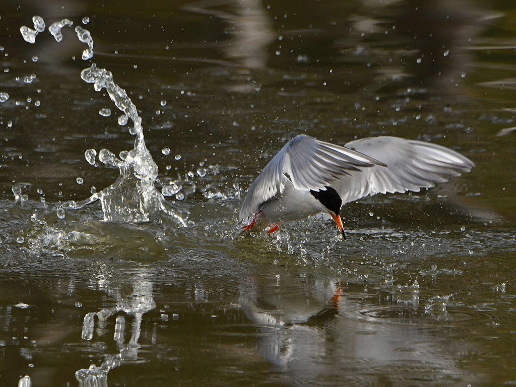 Tern8.jpg