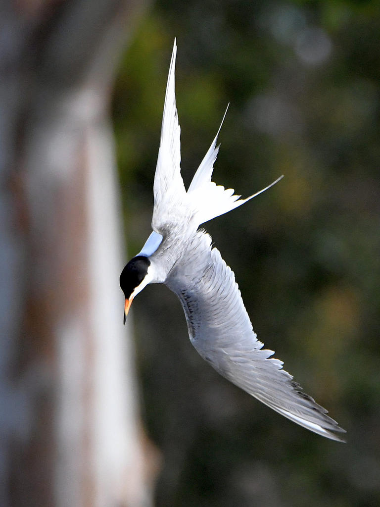Tern8.jpg