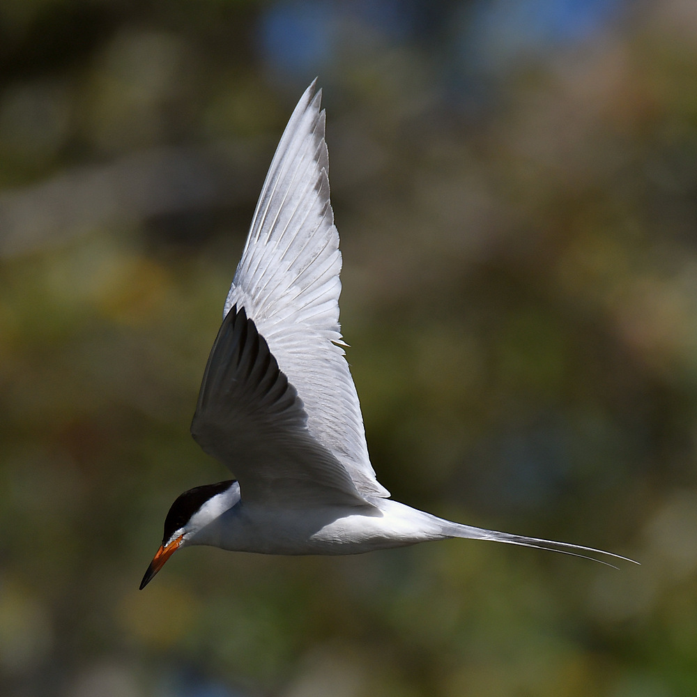 Tern9.jpg
