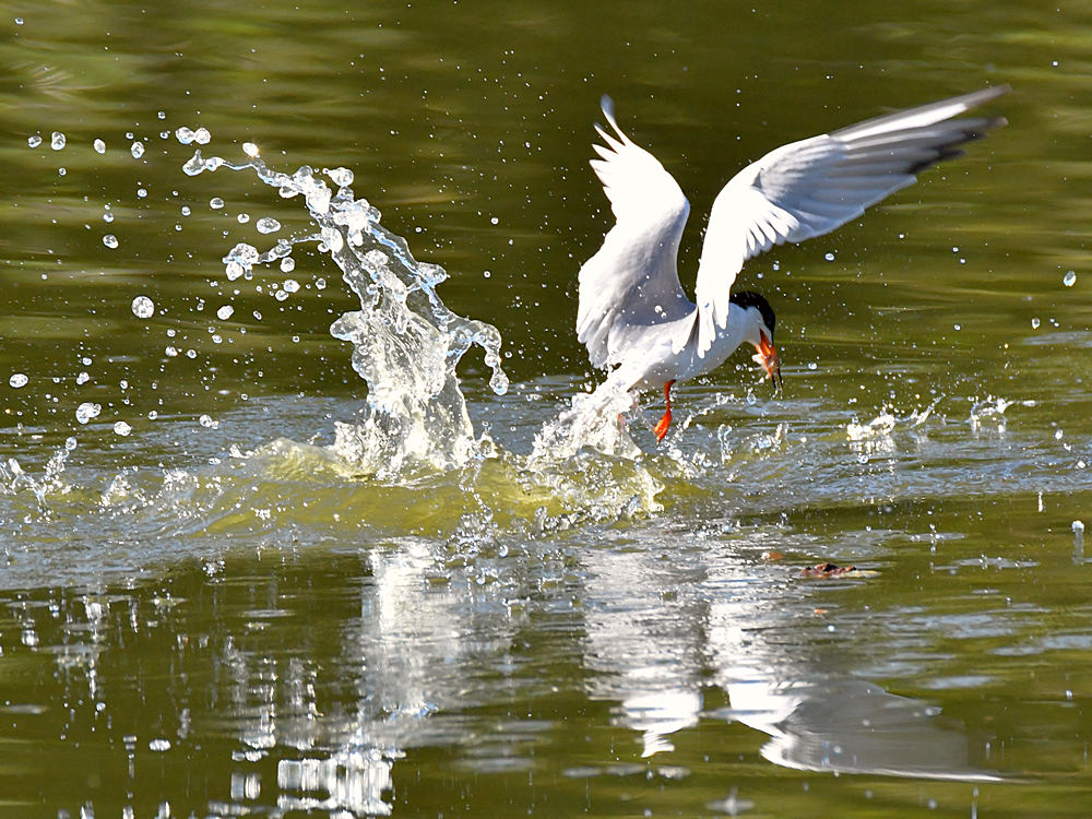 Tern9.jpg