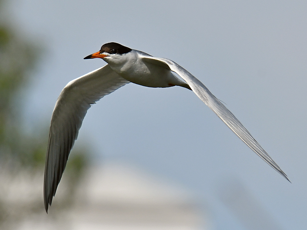 Tern9.jpg