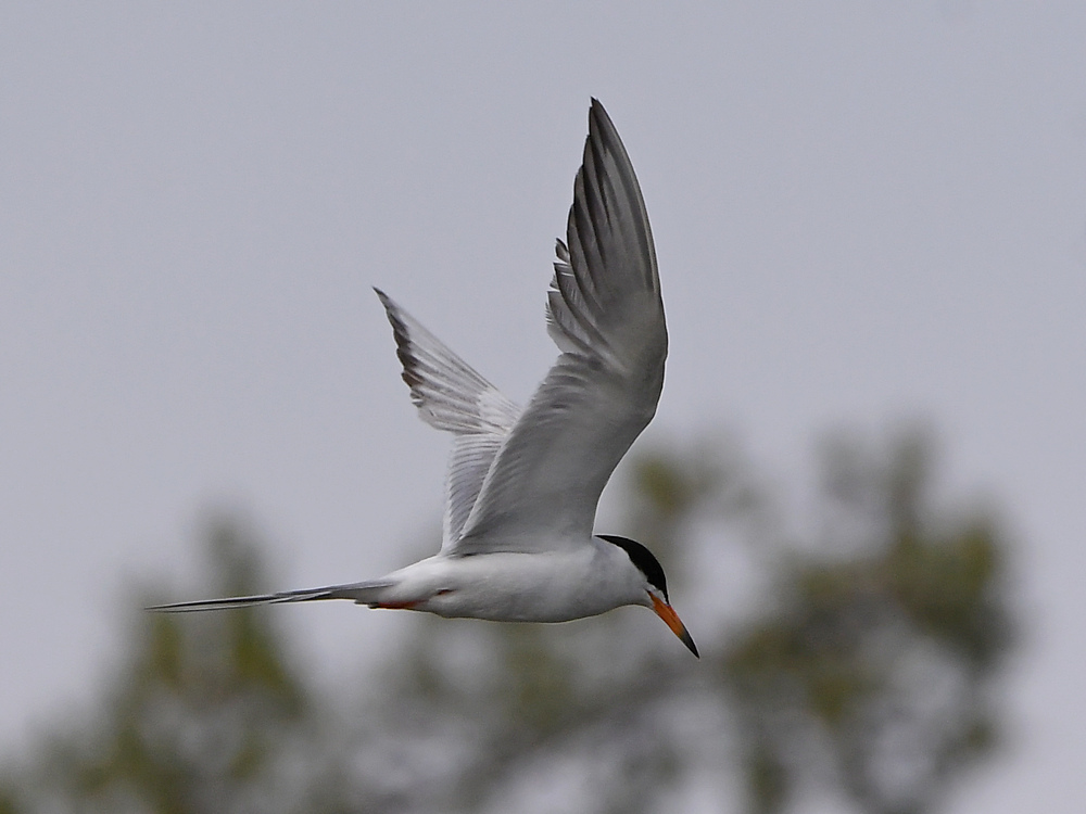 Tern9.jpg