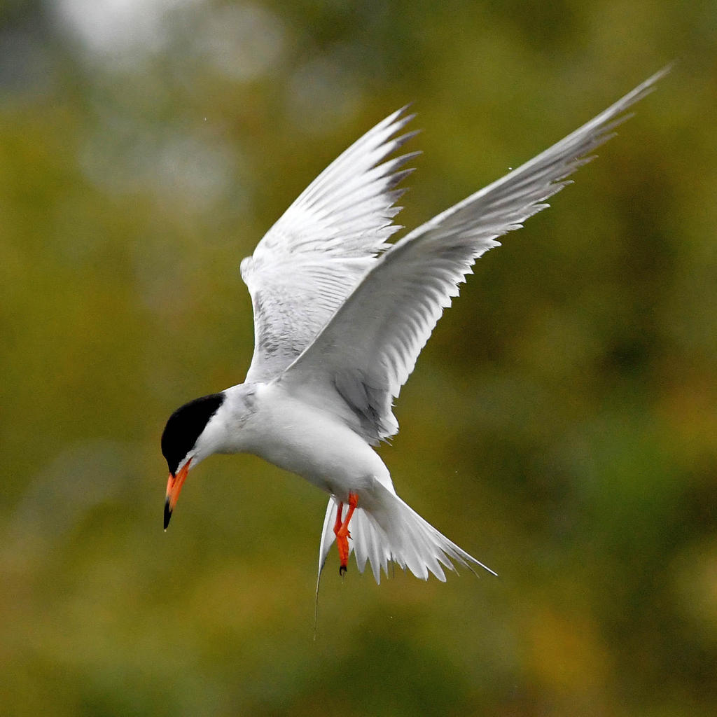 Tern9.jpg