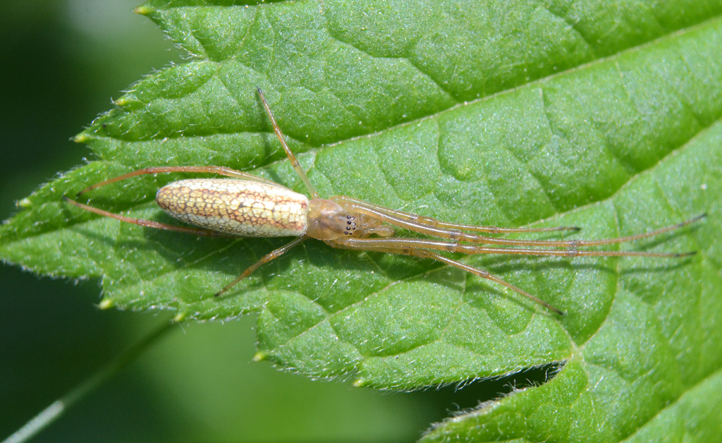 Tetragnatha extensa 1.jpg