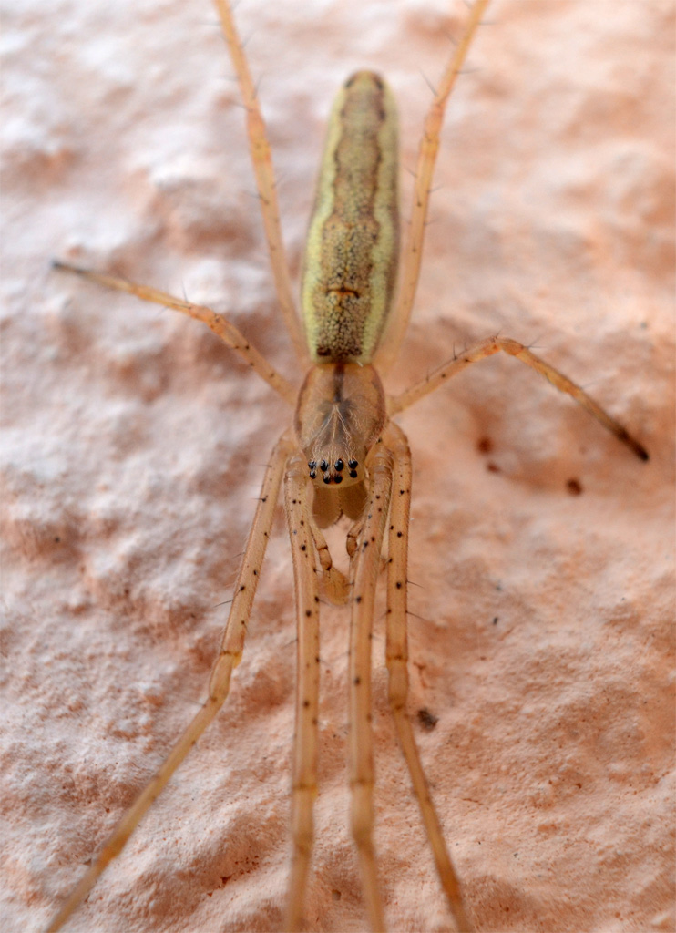 Tetragnatha extensa.jpg