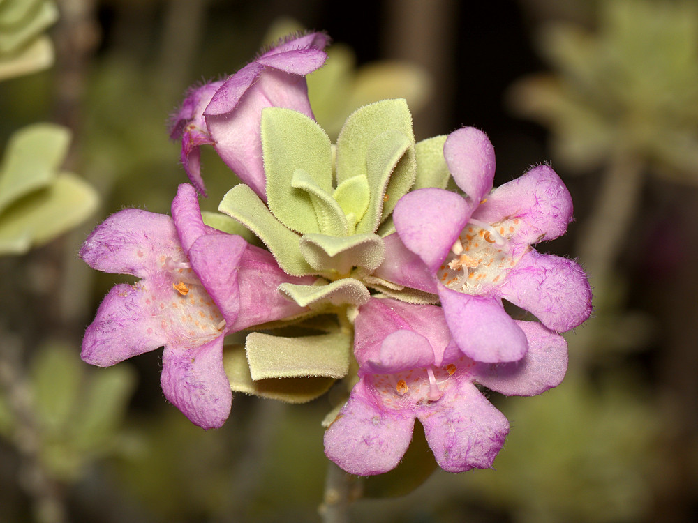 Teucrium.jpg