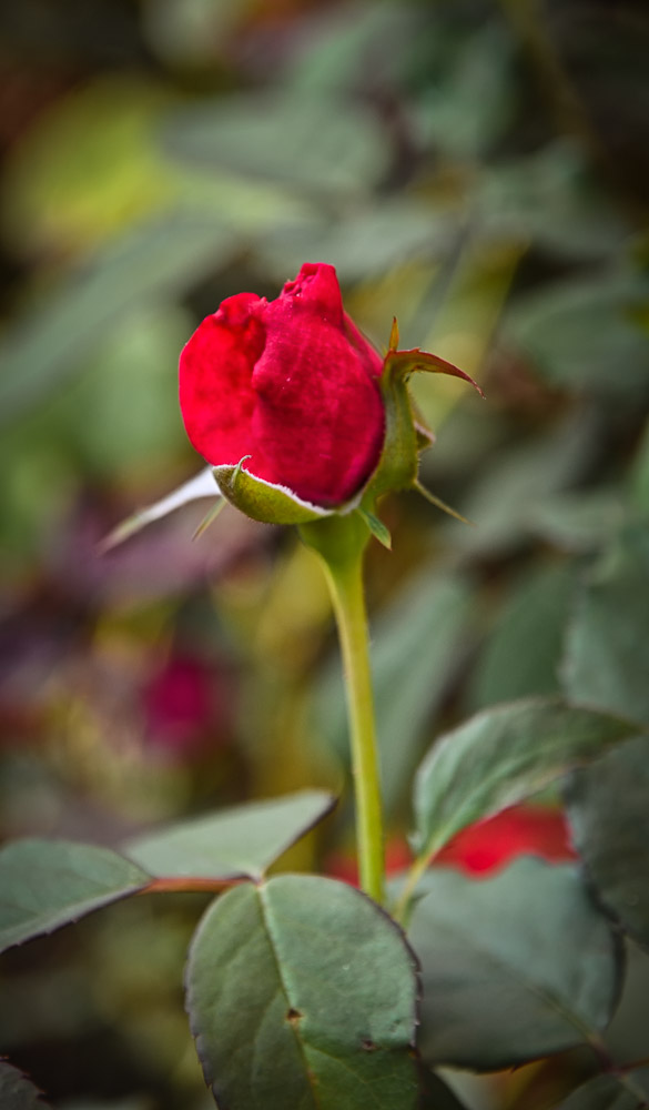 thai-rose-1.jpg