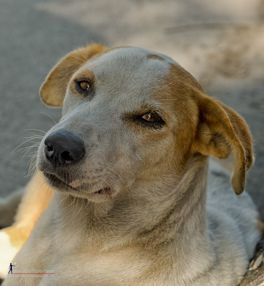 thaidog-1.jpg