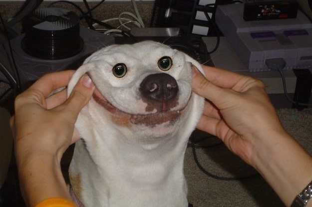 the-36-funniest-dog-pics-known-to-man-2-23061-1475785734-1_dblbig.jpg