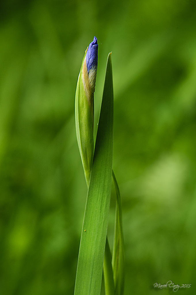 The beginning of a flower.jpg