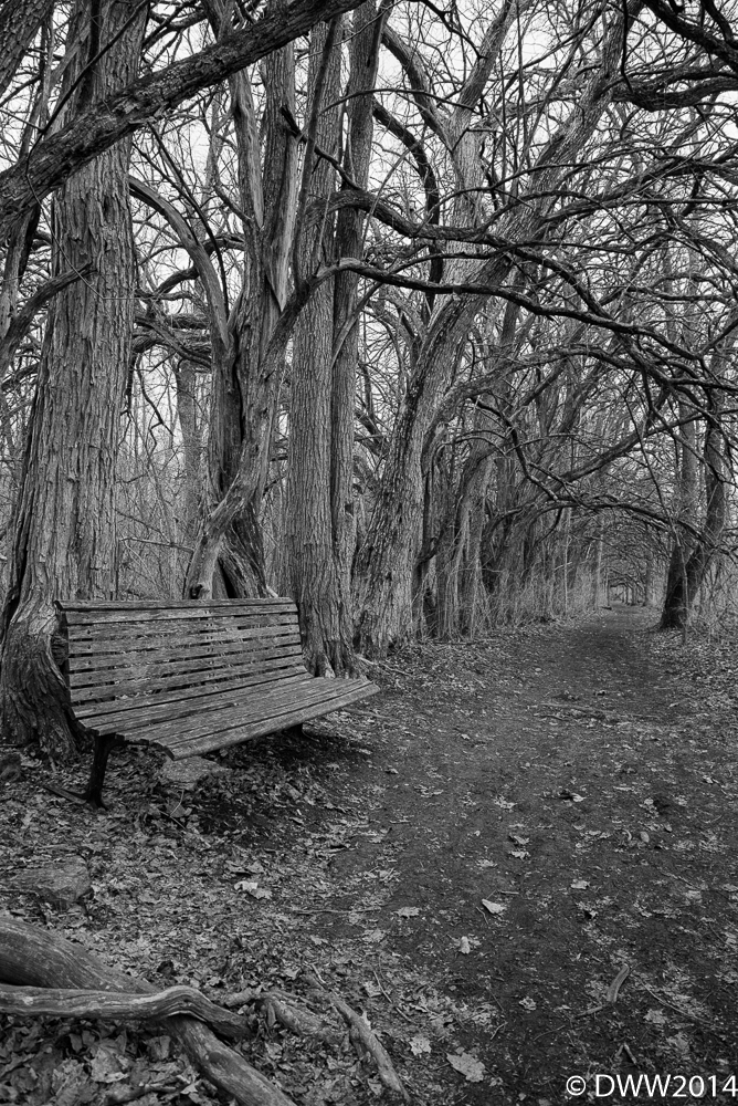 The Bench (1 of 1).jpg