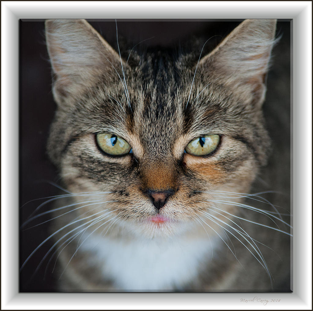 The cat copy.jpg