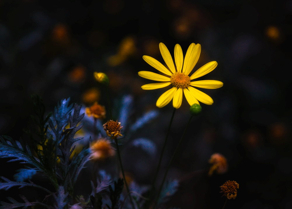 The Daisies Never Sleep (1).jpg