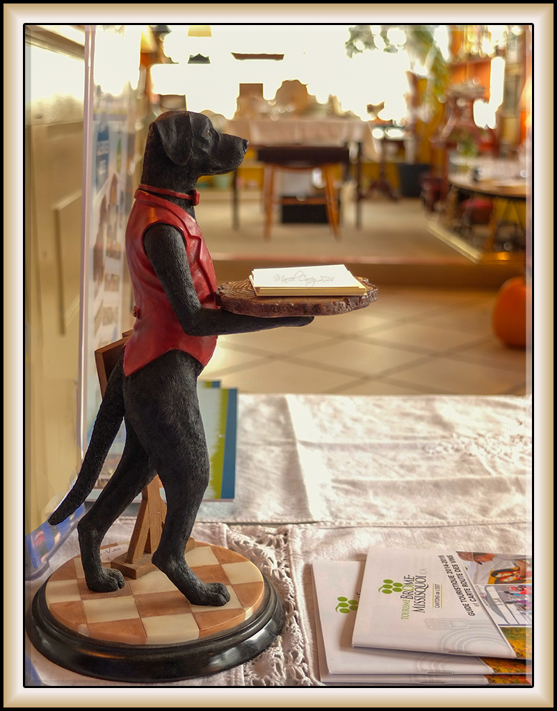 The dog in the window.jpg