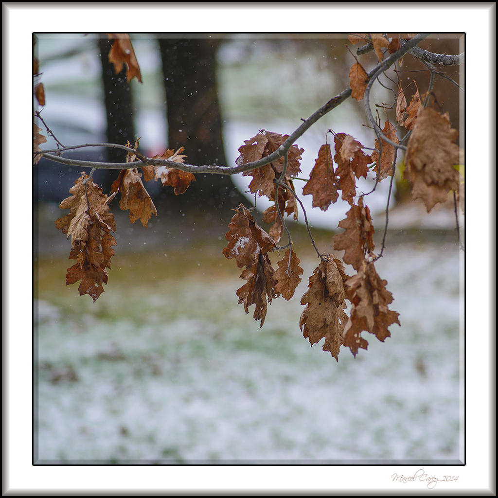 The edge of winter.jpg