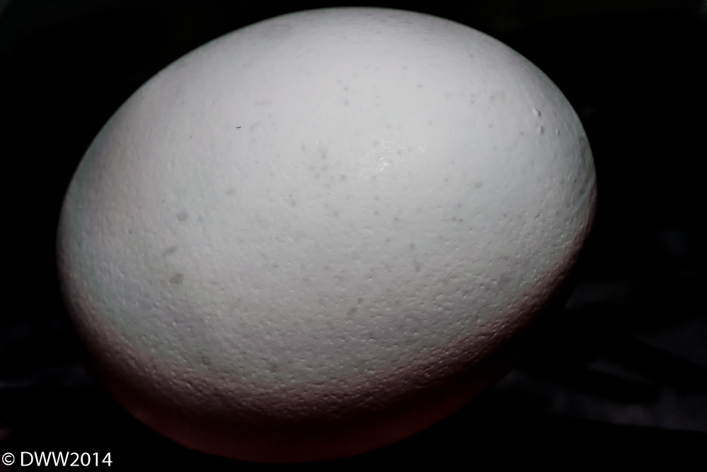The Egg.jpg