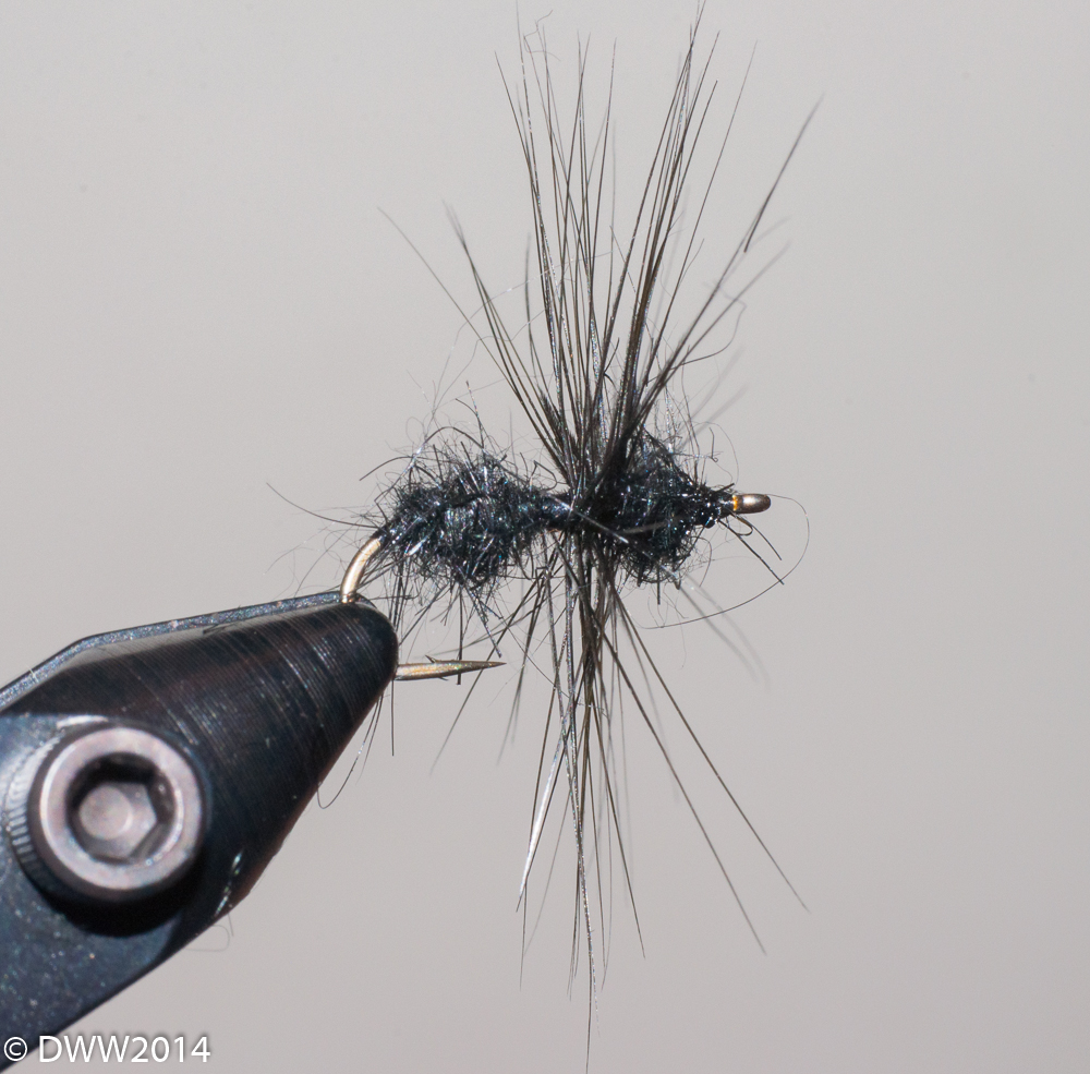 The finished flying ant (1 of 1).jpg