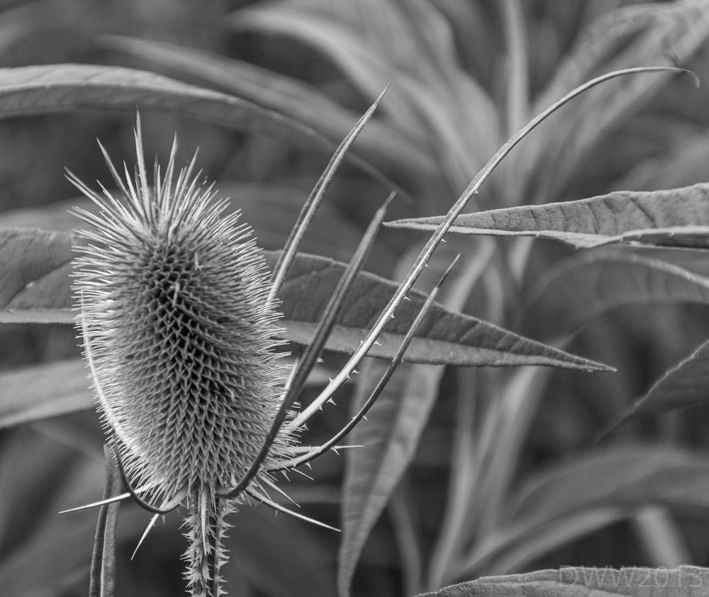 Thistle (1 of 1).jpg