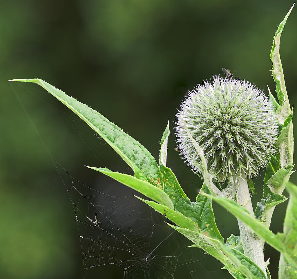 Thistle-+-Captive.jpg
