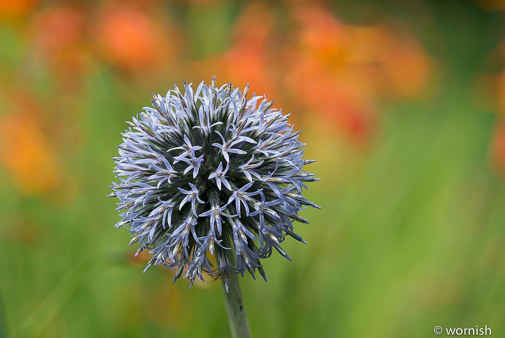 Thistle.jpg