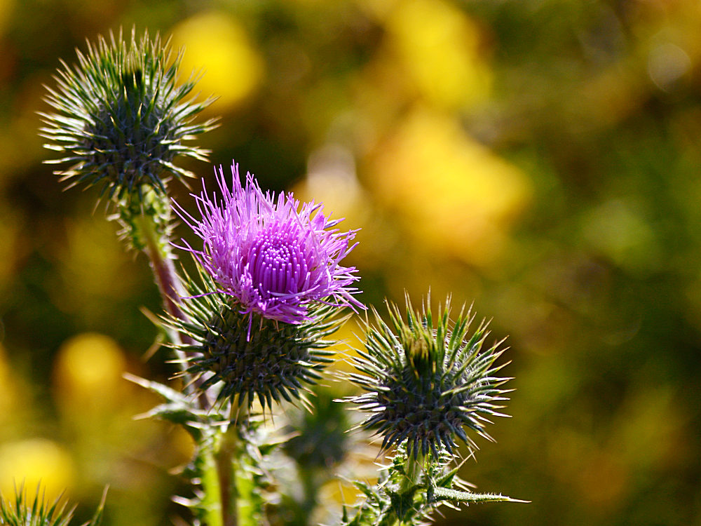 Thistle.jpg