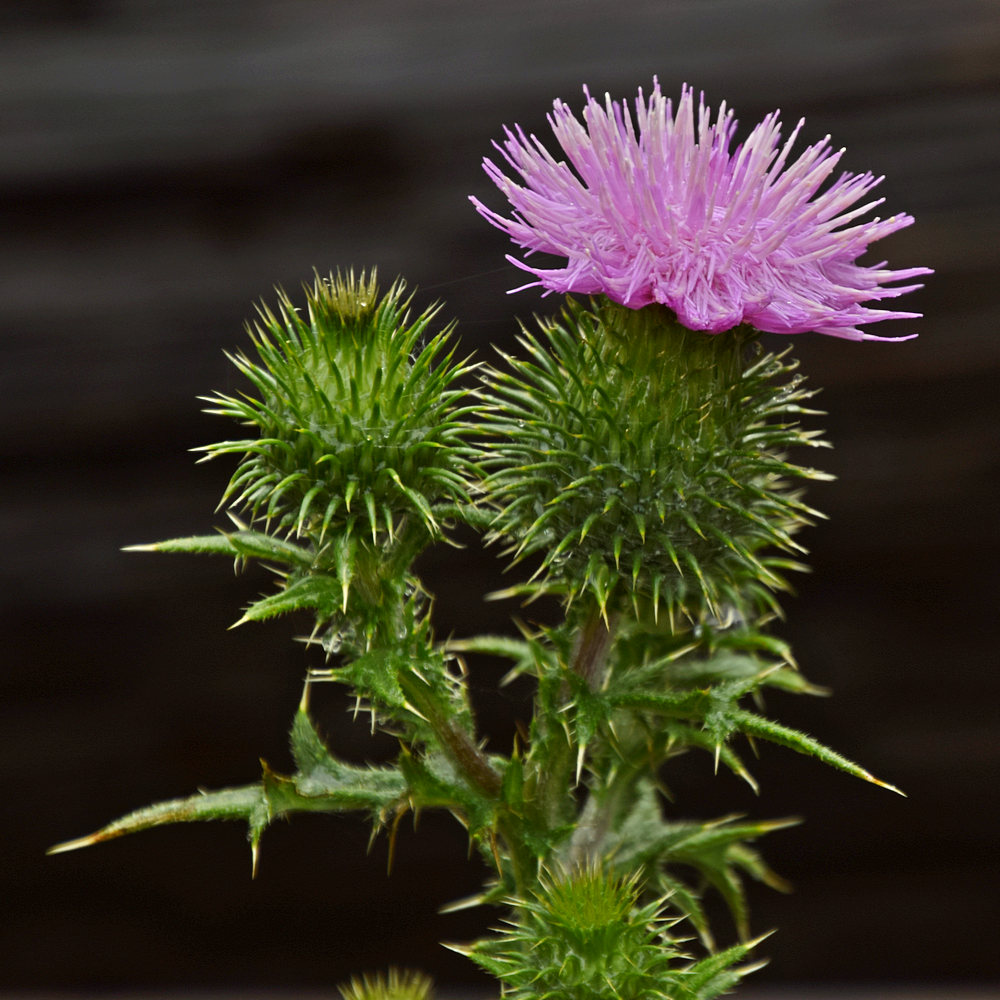 Thistle.jpg