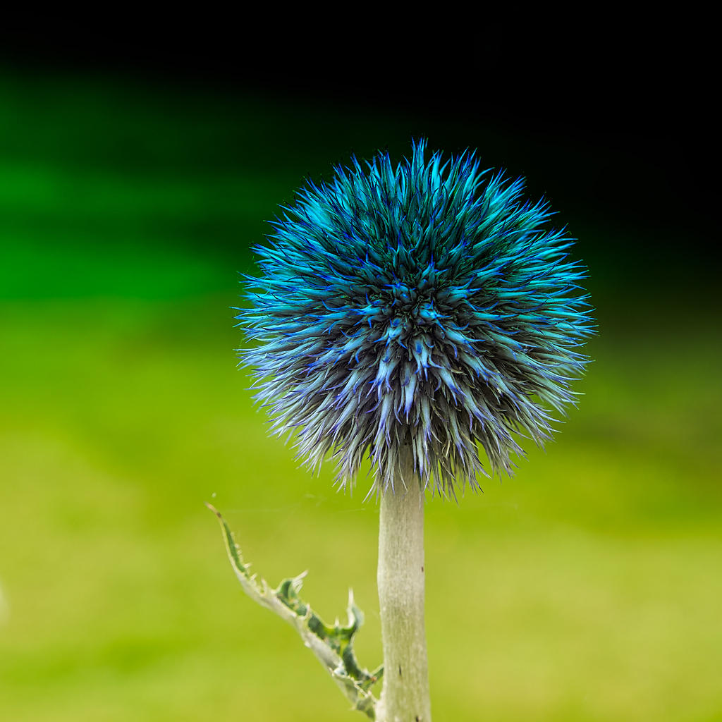 Thistle.jpg