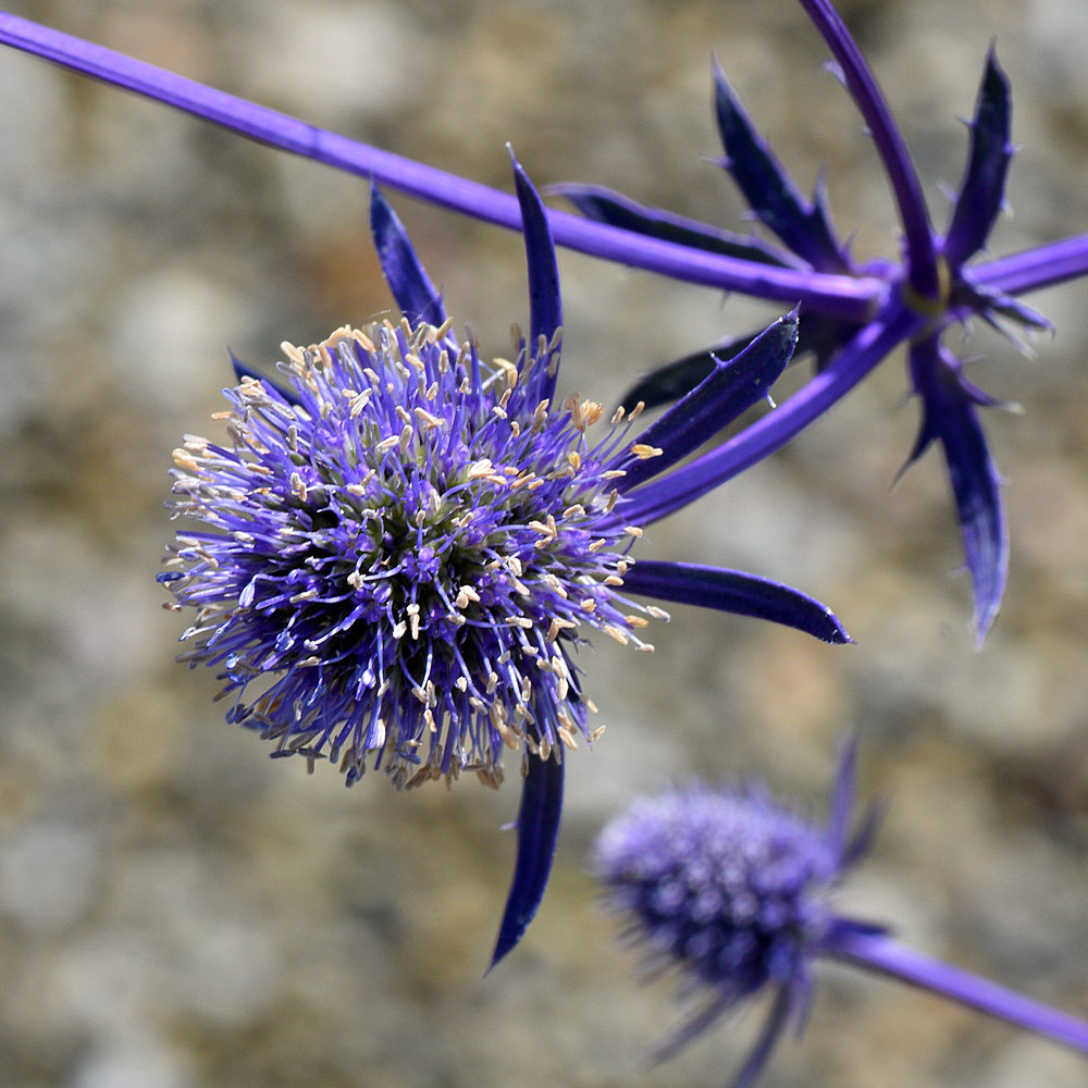 Thistle.jpg