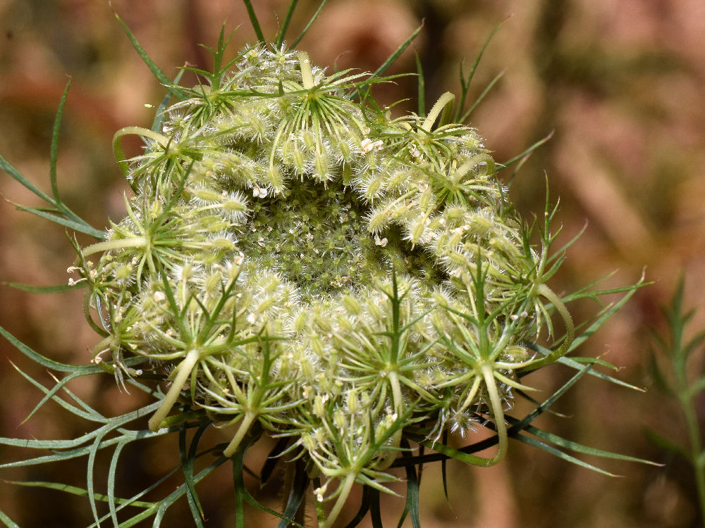 Thistle.jpg