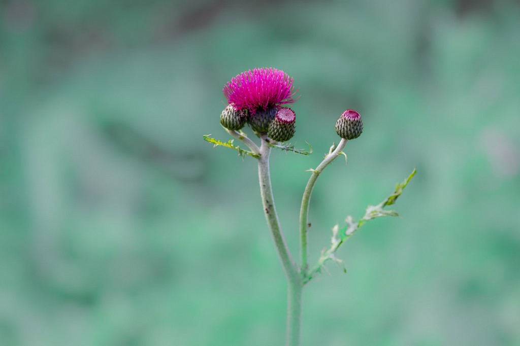 Thistle.jpg