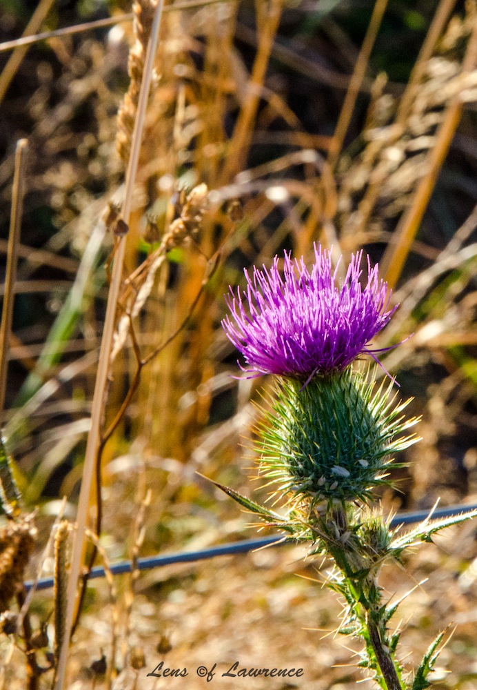 Thistle LOL.jpg