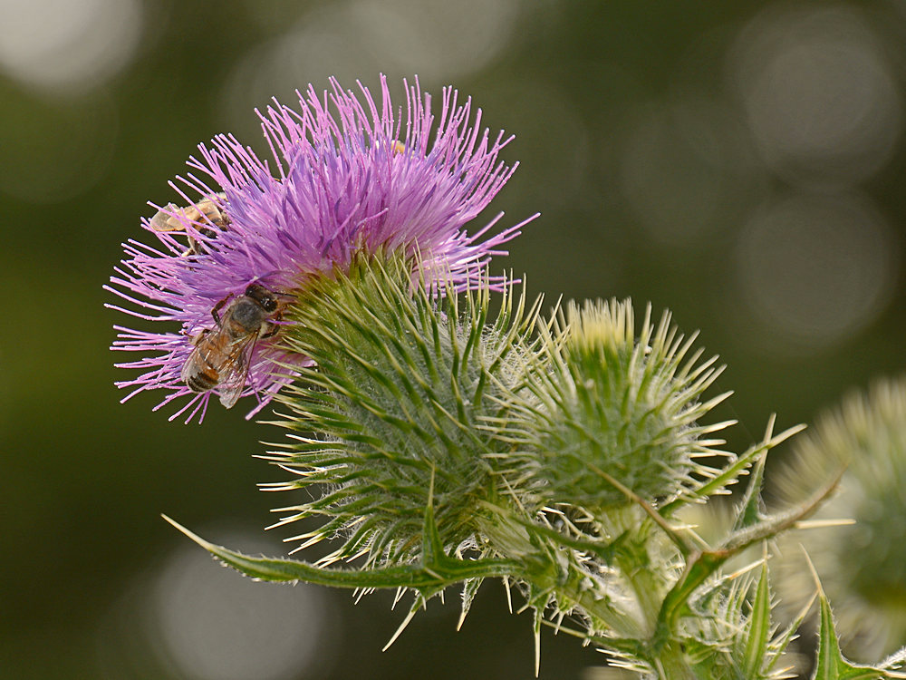 Thistle2.jpg