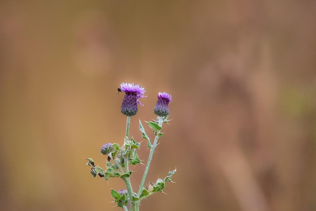 Thistles.jpg