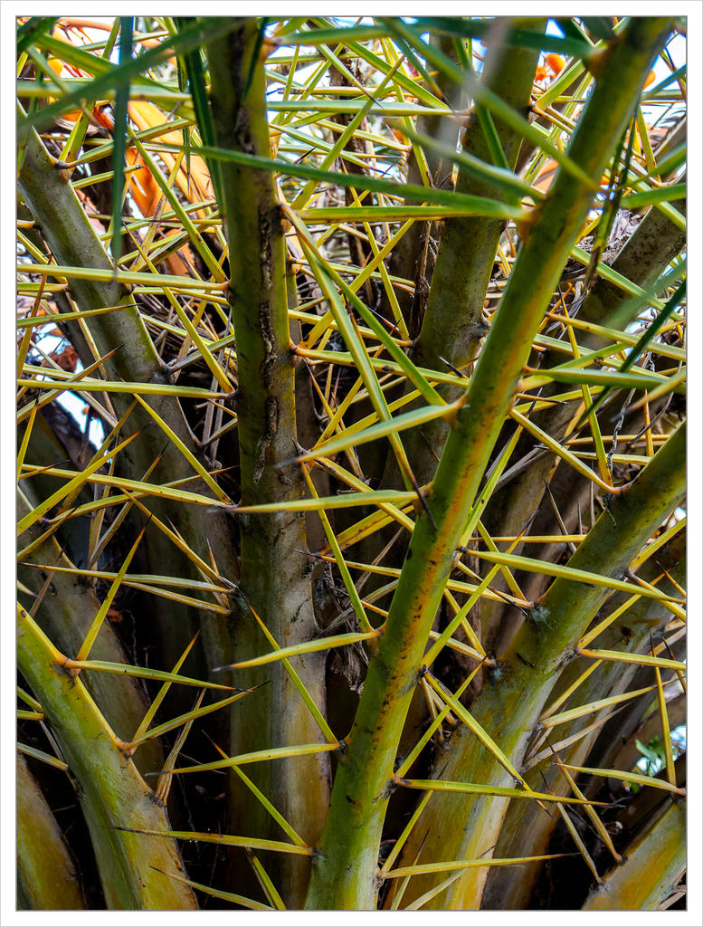 thorns-1.jpg