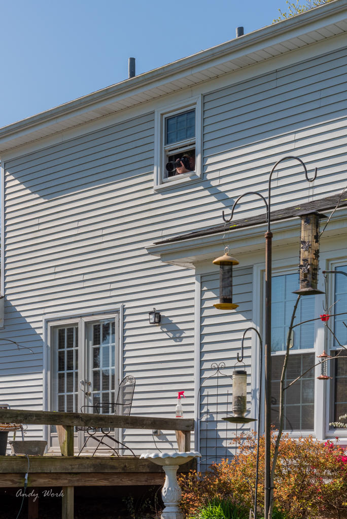 Though the window-0497.jpg