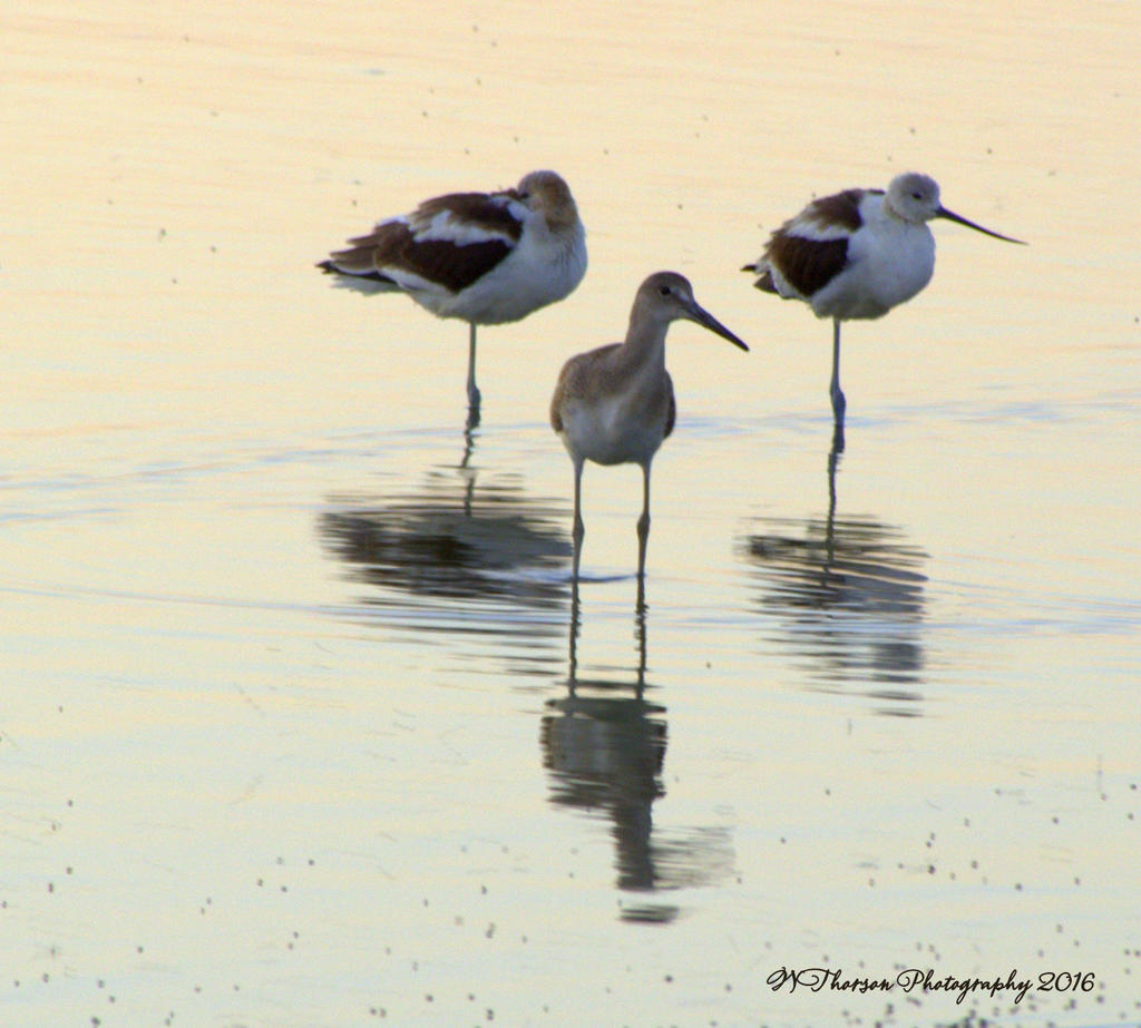 Three American Avocets  8-6-2016.jpg