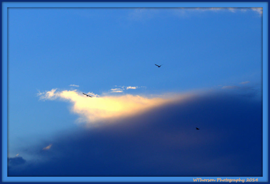 Three Bird in Flight.jpg