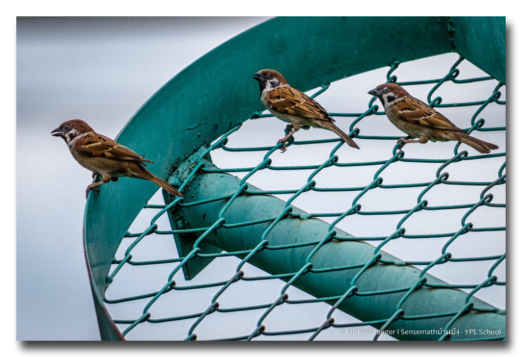 three-birds.jpg