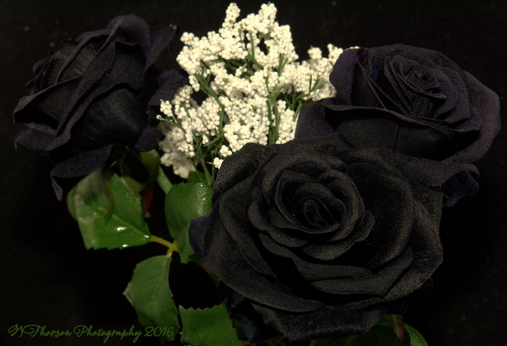 Three Black Roses 10-30-2016.jpg