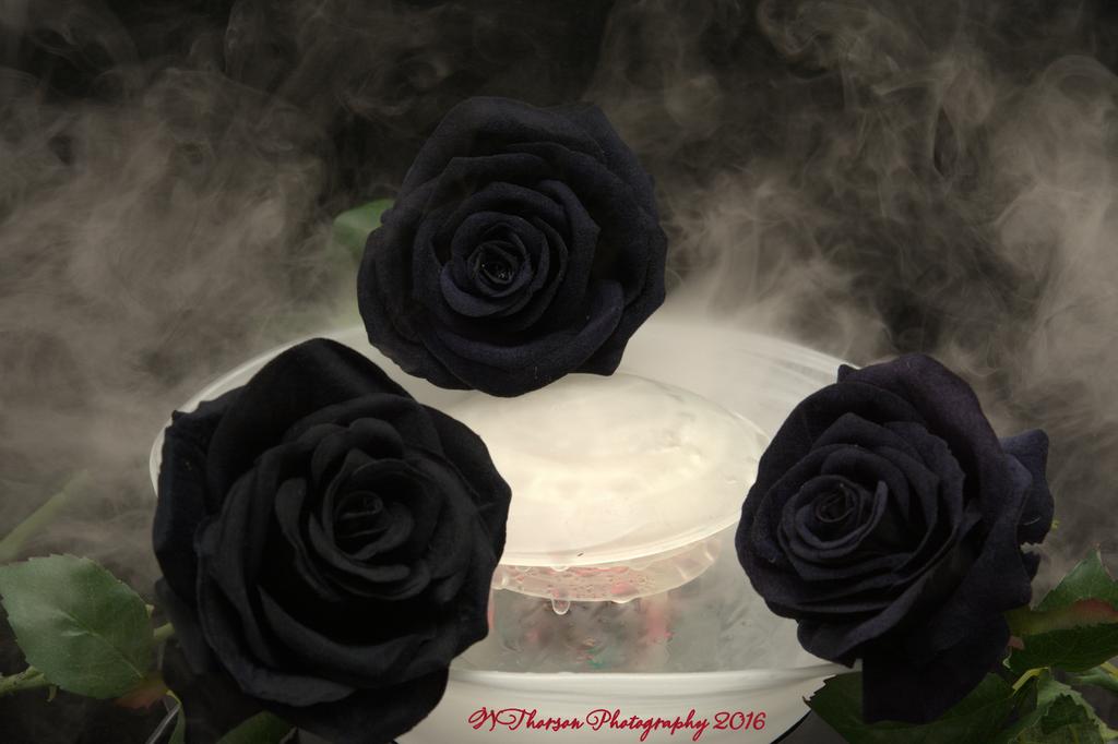 Three Black Roses #2 10-30-2016.jpg