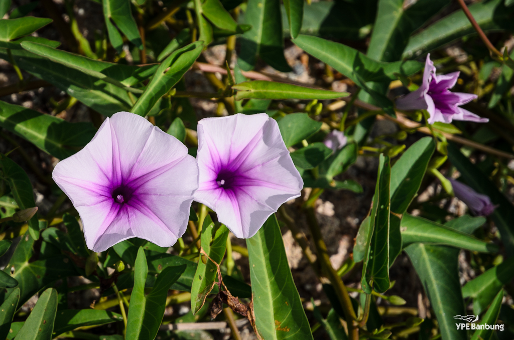 three-blossoms-1.jpg