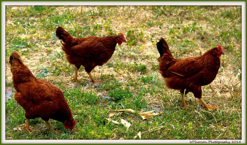 Three Brown Chickens.jpg