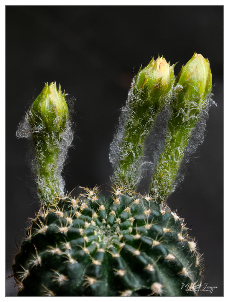 three-buds-1.jpg