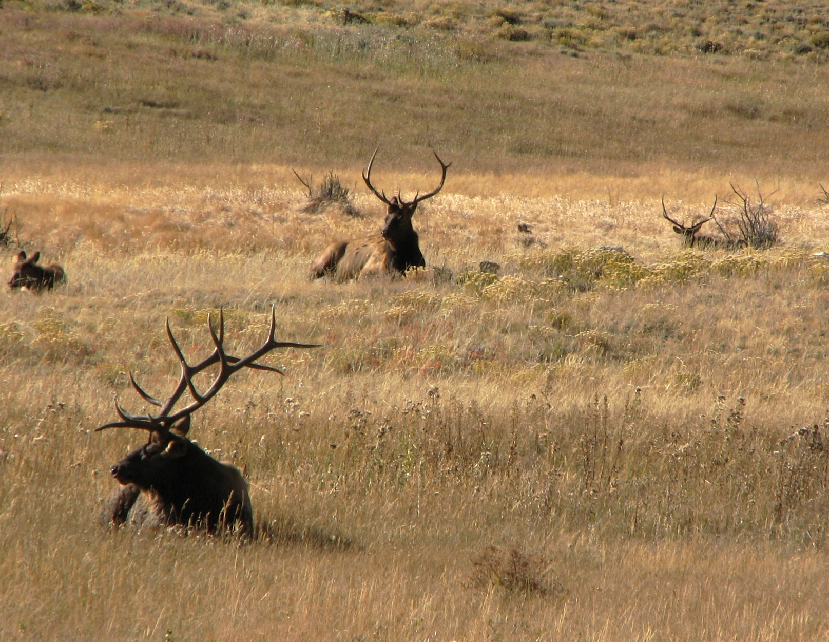 Three Bull Elk.jpg